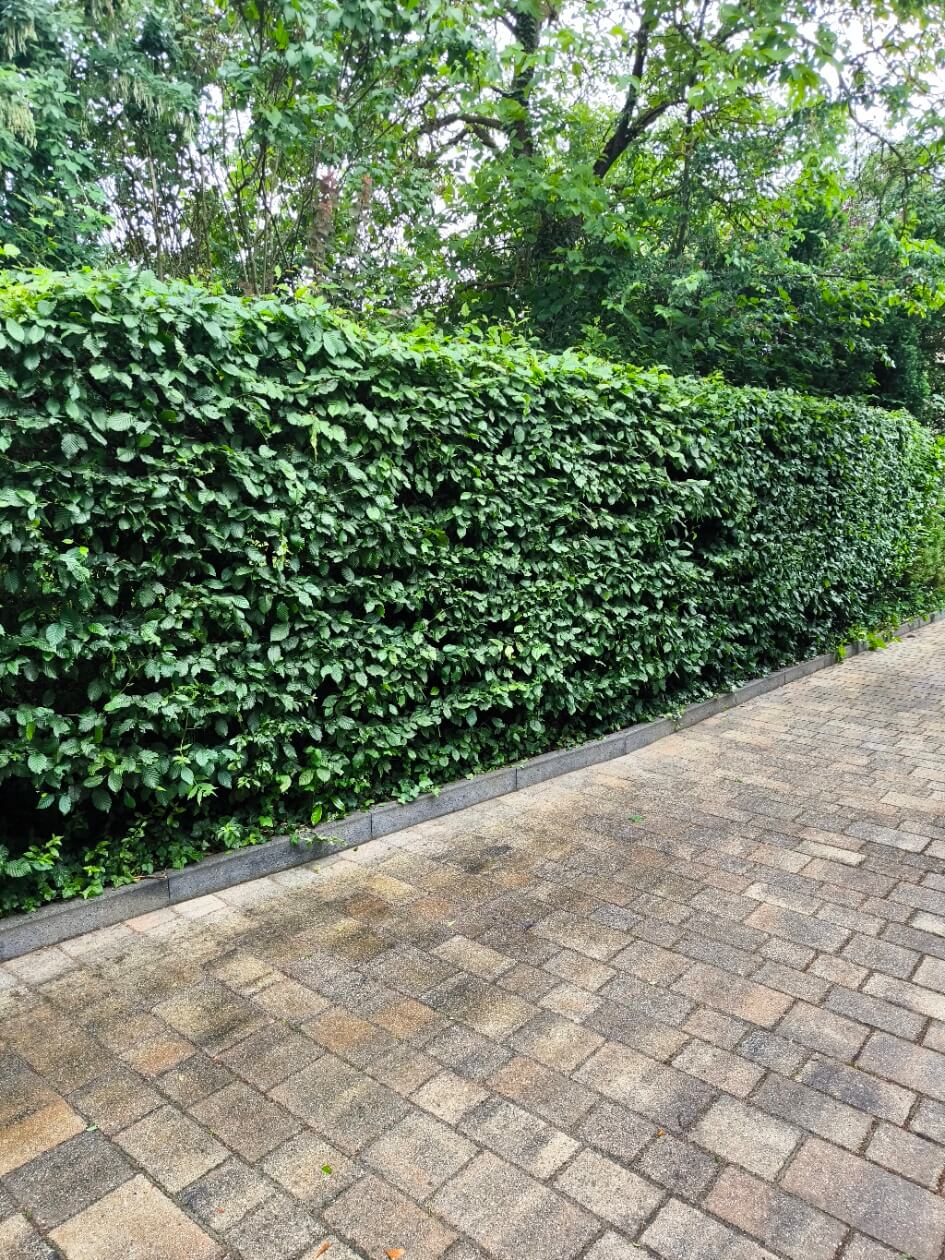 Hecke nach dem Schnitt