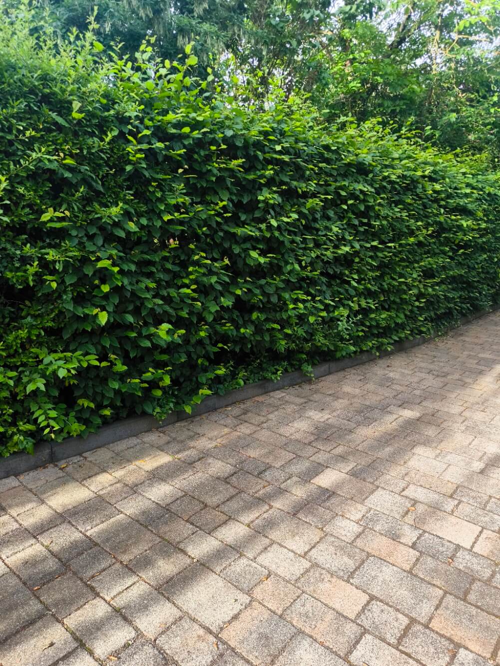 Hecke vor dem Schnitt